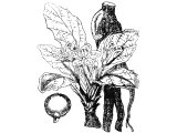 Mandrake (Mandragora officinarum)